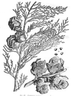 Illustration from Sudworth (1908). 